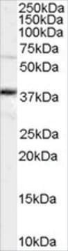 Anti-OCT4/POU5F1 antibody produced in goat affinity isolated antibody, buffered aqueous solution