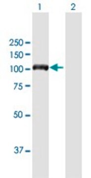 Anti-DIAPH3 antibody produced in mouse purified immunoglobulin, buffered aqueous solution