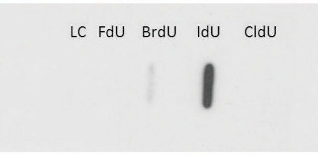 抗IdU单抗 小鼠抗 clone 32D8.D9, purified immunoglobulin