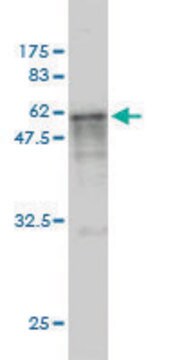 Monoclonal Anti-CASQ2 antibody produced in mouse clone 1B6, purified immunoglobulin, buffered aqueous solution