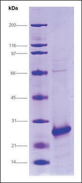 HCV-NS4A/NS3-1a プロテアーゼ、H77株 from hepatitis C virus recombinant, expressed in E. coli, &#8805;80% (SDS-PAGE)