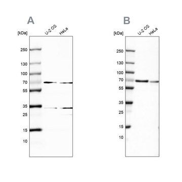 Anti-SNW1 antibody produced in rabbit Prestige Antibodies&#174; Powered by Atlas Antibodies, affinity isolated antibody, buffered aqueous glycerol solution