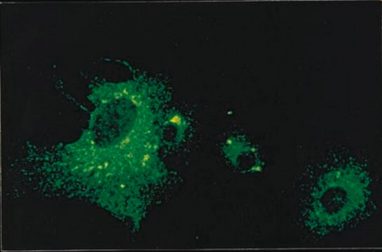 抗副流感1抗体，克隆号251/12A ascites fluid, clone 251/12A, Chemicon&#174;