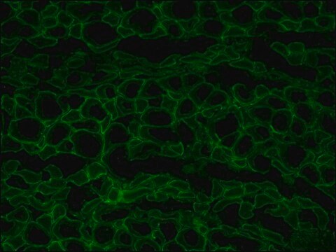 Przeciwciało przeciwko dystrofinie, mysie monoklonalne clone MANDRA1, purified from hybridoma cell culture