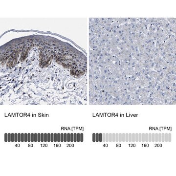 Anti-LAMTOR4 antibody produced in rabbit affinity isolated antibody, buffered aqueous glycerol solution