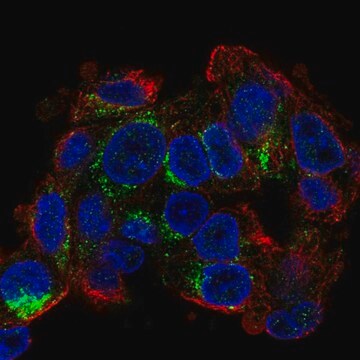 Anti-Cideb Antibody Produced In Rabbit Prestige Antibodies&#174; Powered by Atlas Antibodies, affinity isolated antibody, buffered aqueous glycerol solution