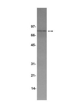 Anticuerpo anti-TPOR/c-Mpl Upstate&#174;, from rabbit