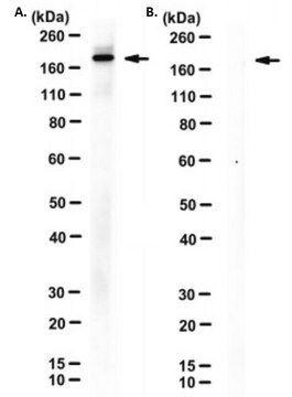 Anti-SARS-CoV-2 Spike RBD Antibody, clone 8B12-C2