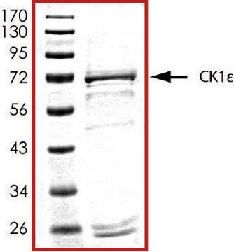 CK1 &#949;, active, GST tagged human PRECISIO&#174; Kinase, recombinant, expressed in baculovirus infected Sf9 cells, &#8805;70% (SDS-PAGE), buffered aqueous glycerol solution