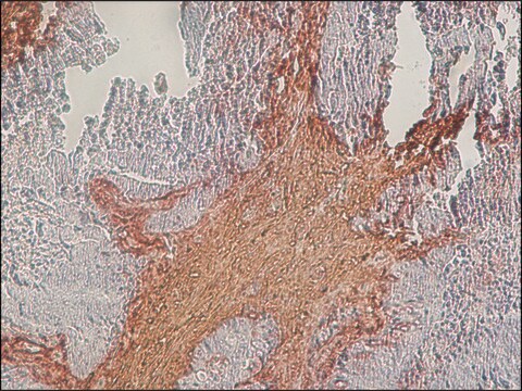 抗コンドロイチン硫酸抗体、マウスモノクローナル clone CS-56, purified from hybridoma cell culture