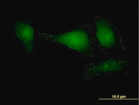 Anti-APPL2 antibody produced in mouse IgG fraction of antiserum, buffered aqueous solution