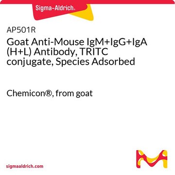 Goat Anti-Mouse IgM+IgG+IgA (H+L) Antibody, TRITC conjugate, Species Adsorbed Chemicon&#174;, from goat