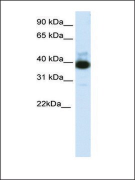 Anti-TTC19 (AB2) antibody produced in rabbit IgG fraction of antiserum