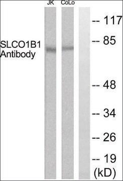 Anti-SLCO1B1 antibody produced in rabbit affinity isolated antibody