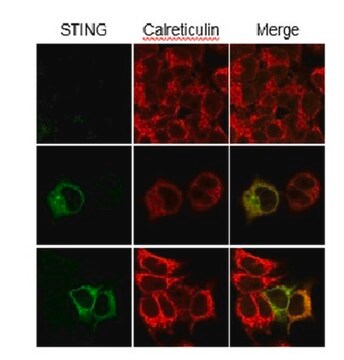 抗-STING抗体，克隆S17G2C4B7 clone S17G2C4B7, from mouse