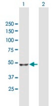 Anti-NADK antibody produced in mouse purified immunoglobulin, buffered aqueous solution