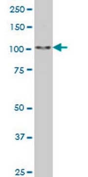 Anti-SALL4 Mouse mAb (6E3) liquid, clone 6E3, Calbiochem&#174;