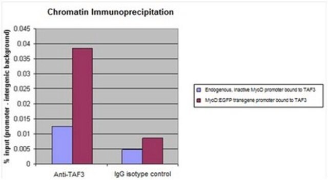 Anti-TAF3 Antibody serum, from rabbit