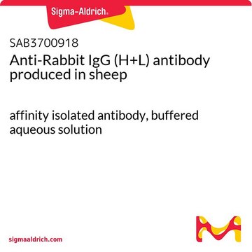 Anti-Rabbit IgG (H+L) antibody produced in sheep affinity isolated antibody, buffered aqueous solution