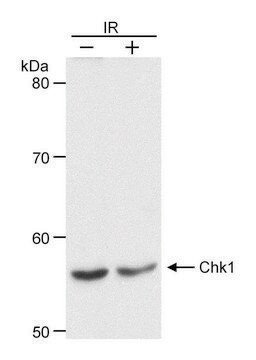 Goat anti-Chk1 Antibody, Affinity Purified