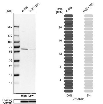 Anti-UNC93B1 Prestige Antibodies&#174; Powered by Atlas Antibodies, affinity isolated antibody