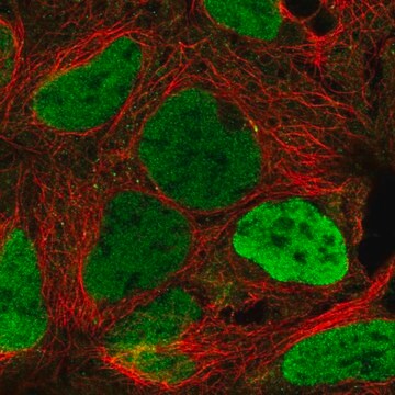 Anti-KDM5C antibody produced in rabbit Prestige Antibodies&#174; Powered by Atlas Antibodies, affinity isolated antibody