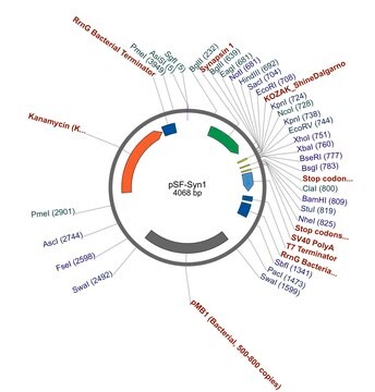 PSF-SYN1 - SYNAPSIN 1 NEURON SPECIFIC PROMOTER PLASMID plasmid vector for molecular cloning