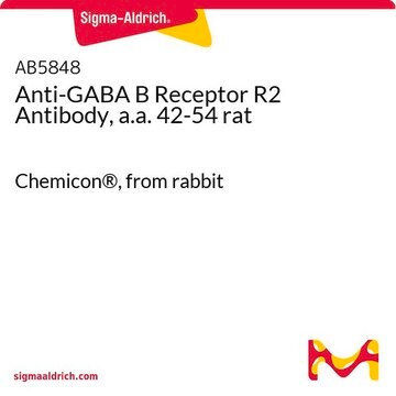 Anti-GABA B Receptor R2 Antibody, a.a. 42-54 rat Chemicon&#174;, from rabbit