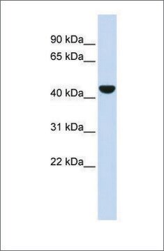 抗KRT19抗体(ab1) ウサギ宿主抗体 affinity isolated antibody