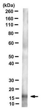 Anti-Angiogenin-Antikörper, Klon C527 clone C527, from mouse