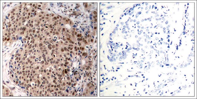 Anti-phospho-MAPKAPK2 (pThr334) antibody produced in rabbit affinity isolated antibody