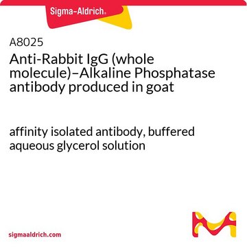 Anti-Rabbit IgG (whole molecule)–Alkaline Phosphatase antibody produced in goat affinity isolated antibody, buffered aqueous glycerol solution