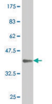 Monoclonal Anti-ID1 antibody produced in mouse clone 3F8, purified immunoglobulin, buffered aqueous solution