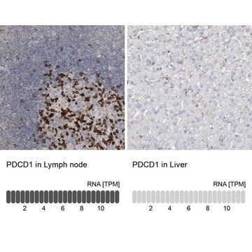 抗PDCD1 ウサギ宿主抗体 Prestige Antibodies&#174; Powered by Atlas Antibodies, affinity isolated antibody, buffered aqueous glycerol solution