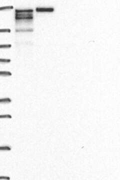 Anti-CDK12 antibody produced in rabbit Prestige Antibodies&#174; Powered by Atlas Antibodies, affinity isolated antibody, buffered aqueous glycerol solution