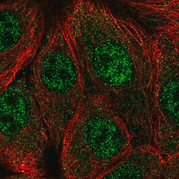 Anti-CPSF1 antibody produced in rabbit Prestige Antibodies&#174; Powered by Atlas Antibodies, affinity isolated antibody