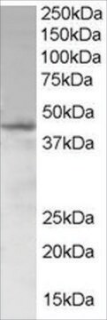 Anti-SAMSN1 antibody produced in goat affinity isolated antibody, buffered aqueous solution