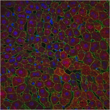 Anti-Arginase-1-Antikörper from chicken