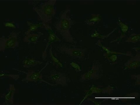 Monoclonal Anti-GCHFR antibody produced in mouse clone 4G6, purified immunoglobulin, buffered aqueous solution