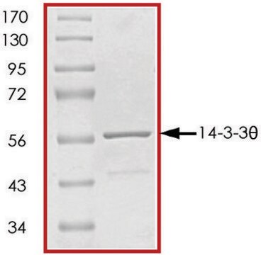 14-3-3 &#952;、GSTタグ融合 ヒト recombinant, expressed in E. coli, &#8805;70% (SDS-PAGE), buffered aqueous glycerol solution