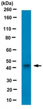 Anti-Vasohibin-1 Antibody, clone 4E12 (Azide Free) clone 4E12, 1&#160;mg/mL, from mouse