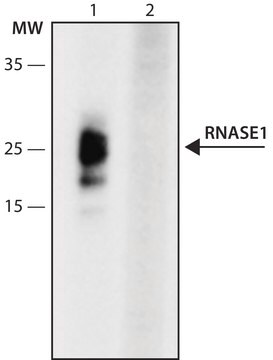 Anti-RNASE1 (34-46) antibody produced in rabbit IgG fraction of antiserum