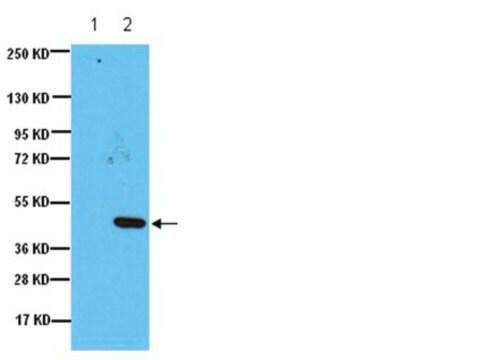 Anticorpo anti-IDO (indolamina 2,3-dioxigenase), clone 10.1 clone 10.1, Upstate&#174;, from mouse