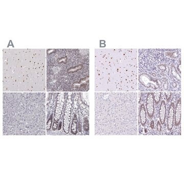 Anti-HNRNPA0 antibody produced in rabbit Prestige Antibodies&#174; Powered by Atlas Antibodies, affinity isolated antibody