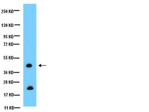 Anti-Connexin-43-Antikörper, C-Terminus, zytosolisch Chemicon&#174;, from rabbit