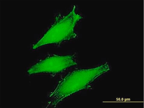 Monoclonal Anti-FBXW11 antibody produced in mouse clone 2E7, purified immunoglobulin, buffered aqueous solution