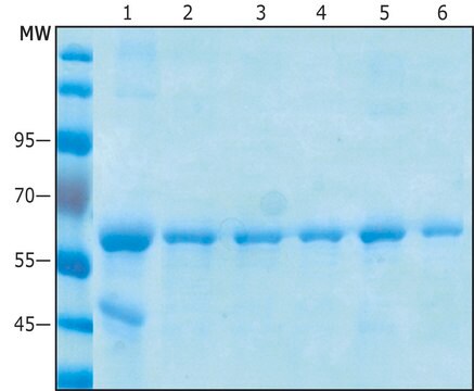 Kulki magnetyczne anty-C-Myc Magnetic agarose, suspension