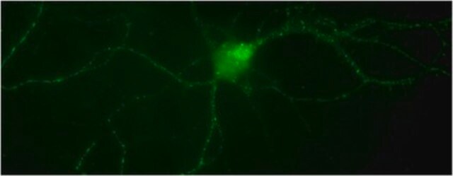 Anti-phospho-TrkA (Tyr794) Antibody from rabbit, purified by affinity chromatography