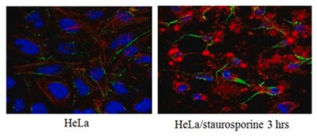 Anticorps anti-caspase3 (forme active), clone&nbsp;3D9.3 clone 3D9.3, from mouse