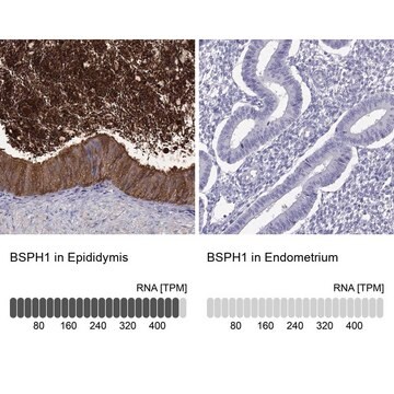 Anti-BSPH1 Prestige Antibodies&#174; Powered by Atlas Antibodies, affinity isolated antibody